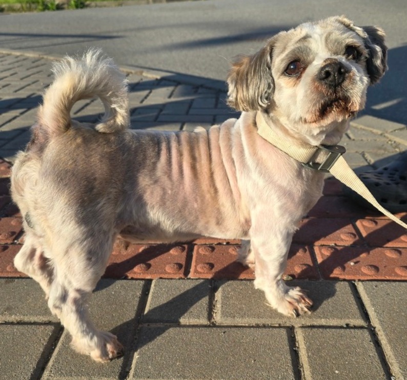 Nález psa 18.8.2025.jpg